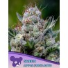 GREEN APPLE JUICE AUTO · Anesia Seeds · semillas de marihuana · Auto Fem
