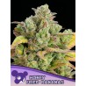 HONEY FRIED BANANAS · Anesia Seeds · cannabis seeds · Fem
