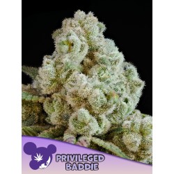 PRIVILEGED BADDIE · Anesia Seeds · semillas de marihuana · Fem