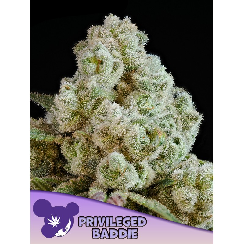 PRIVILEGED BADDIE · Anesia Seeds · semillas de marihuana · Fem