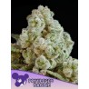 PRIVILEGED BADDIE · Anesia Seeds · semillas de marihuana · Fem