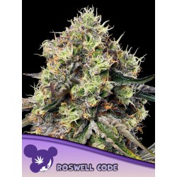 ROSWELL CODE · Anesia Seeds · semillas de marihuana · Fem