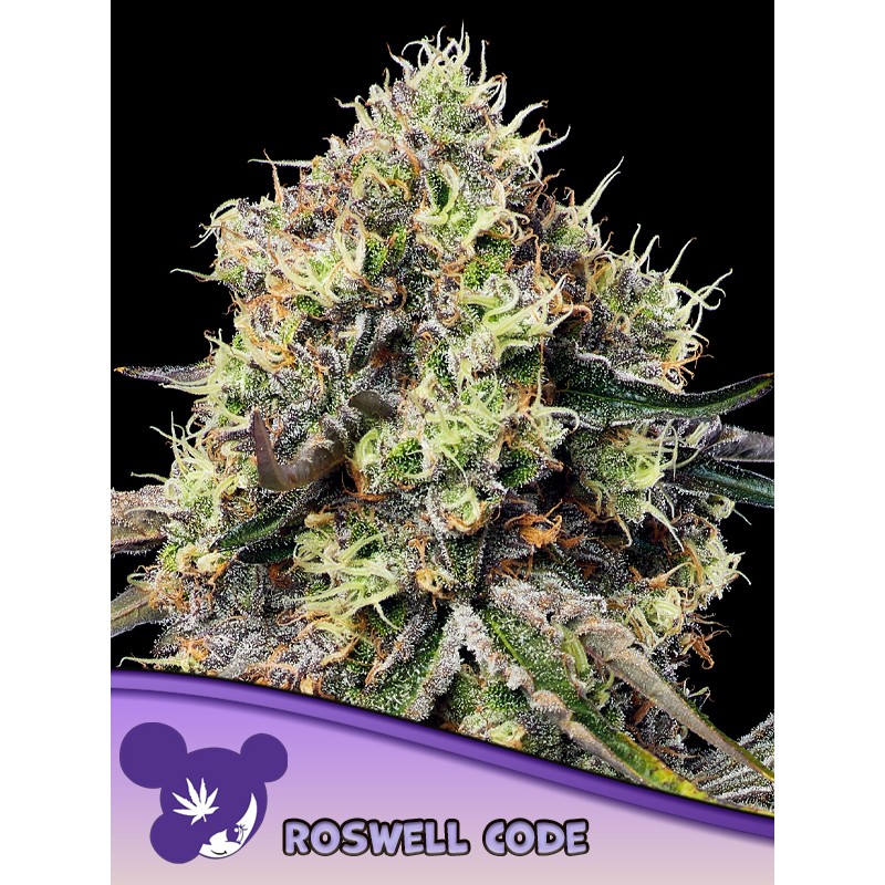 ROSWELL CODE · Anesia Seeds · semillas de marihuana · Fem