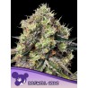 ROSWELL CODE · Anesia Seeds · cannabis seeds · Fem