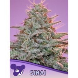 SINAI LANDRACE · Anesia Seeds · semi di canapa · Fem