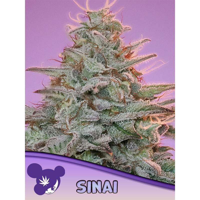 SINAI LANDRACE · Anesia Seeds · semi di canapa · Fem
