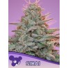 SINAI LANDRACE · Anesia Seeds · cannabis seeds · Fem