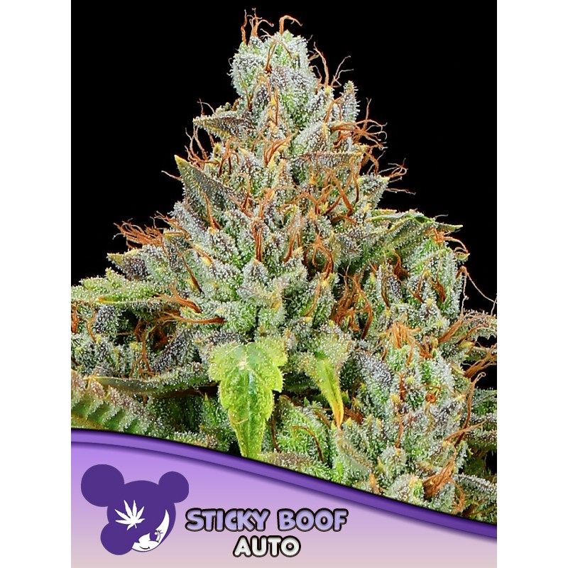 STICKY BOOF AUTO · Anesia Seeds · semi di canapa · Auto Fem