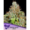 STICKY BOOF AUTO · Anesia Seeds · semi di canapa · Auto Fem