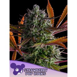 STRAWBERRY POP ROCKS · Anesia Seeds · semi di canapa · Fem