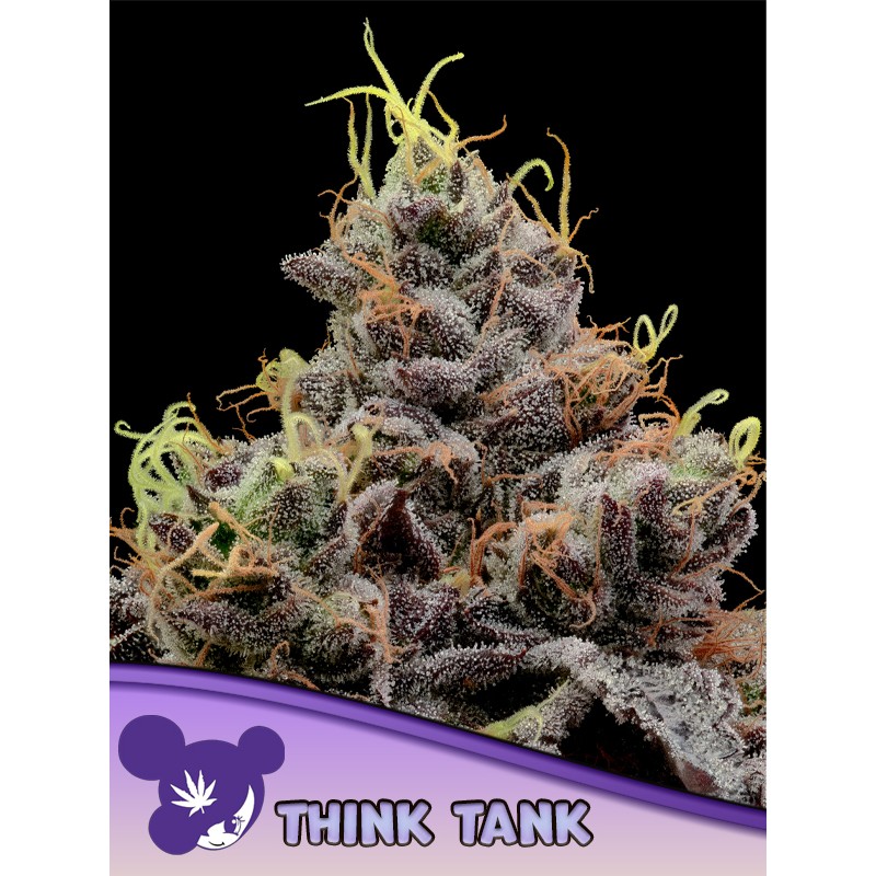 THINK TANK · Anesia Seeds · cannabis seeds · Fem