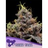 THINK TANK · Anesia Seeds · semillas de marihuana · Fem