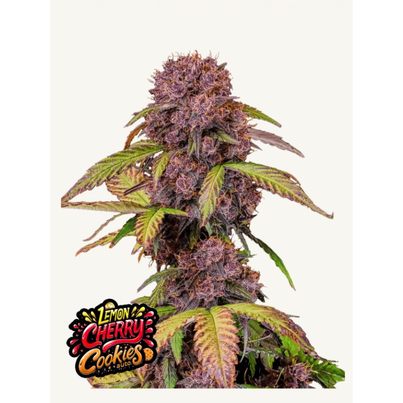 LEMON CHERRY COOKIES AUTO · FastBuds Seeds · semi di canapa · AutoFem