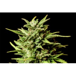 AFRODITE · Kannabia Seed Company · semillas de marihuana · Fem