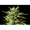AFRODITE · Kannabia Seed Company · cannabis seeds · Fem