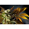 AMNESI-K HAZE · Kannabia Seed Company · cannabis seeds · Fem