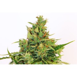 AMNESI-K LEMON · Kannabia Seed Company · semillas de marihuana · Fem