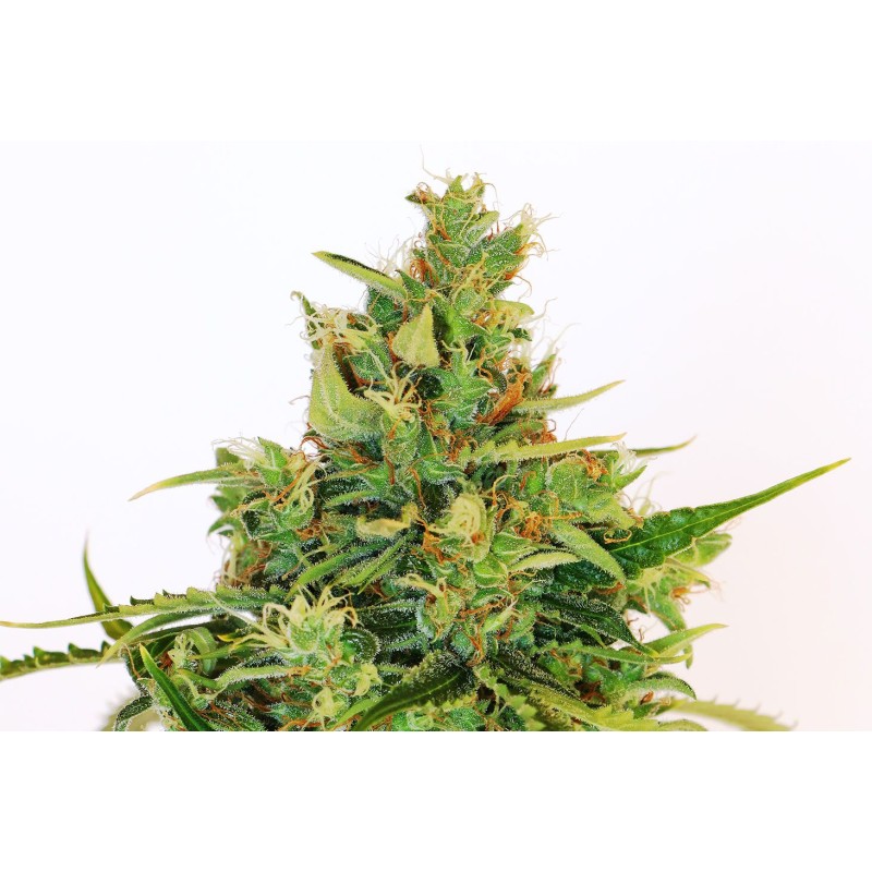 AMNESI-K LEMON · Kannabia Seed Company · cannabis seeds · Fem
