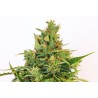 AMNESI-K LEMON · Kannabia Seed Company · semillas de marihuana · Fem
