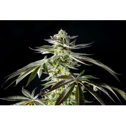 APPLE & BANANAS · Kannabia Seed Company · semillas de marihuana · Fem
