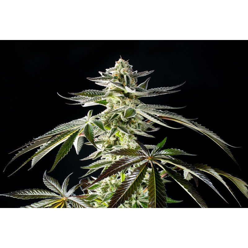 APPLE & BANANAS · Kannabia Seed Company · cannabis seeds · Fem