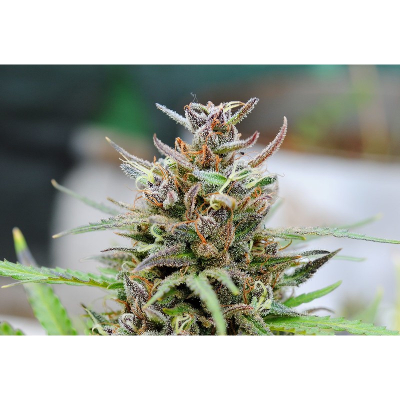 BABY BOOM AUTO · Kannabia Seed Company · cannabis seeds · AutoFem