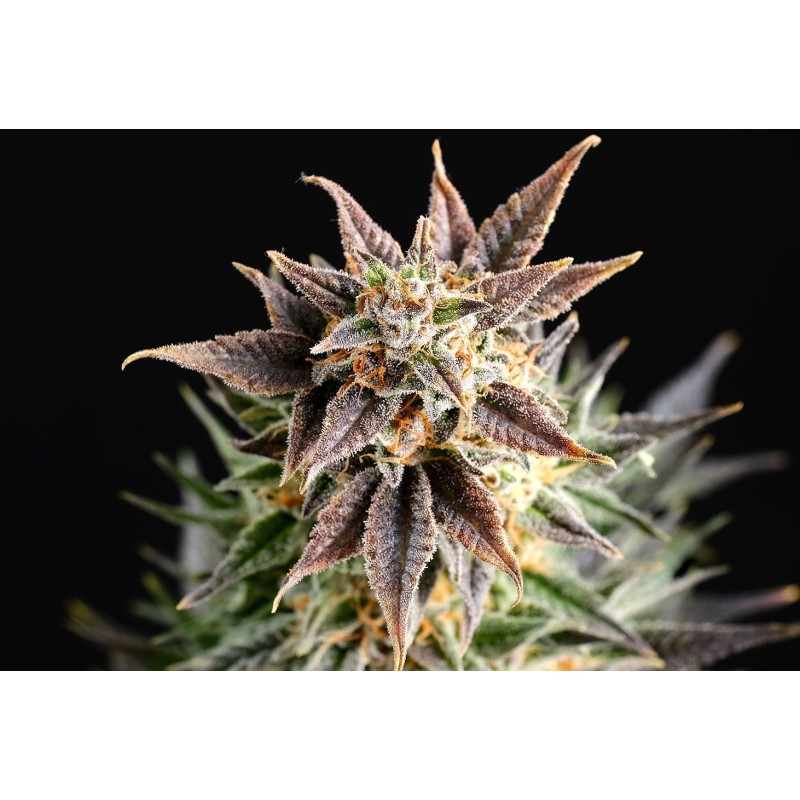BIG BAND · Kannabia Seed Company · semillas de marihuana · Fem