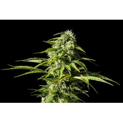 BIG BULL · Kannabia Seed Company · semillas de marihuana · Fem