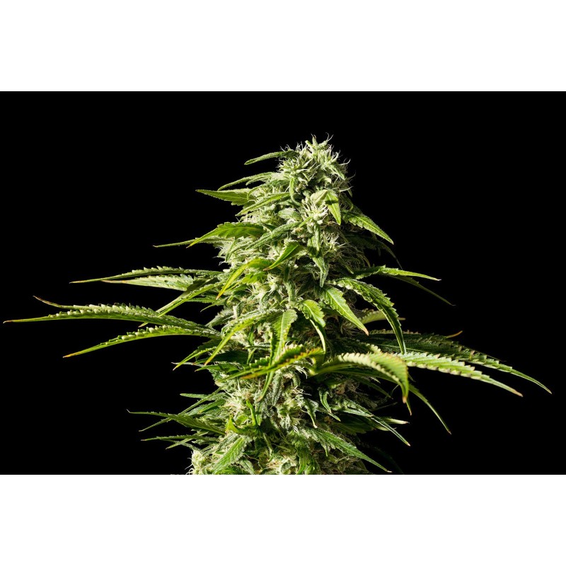 BIG BULL · Kannabia Seed Company · semillas de marihuana · Fem