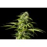 BIG BULL · Kannabia Seed Company · semillas de marihuana · Fem