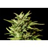 BREAK UP CAKE AUTO · Kannabia Seed Company · semillas de marihuana · AutoFem
