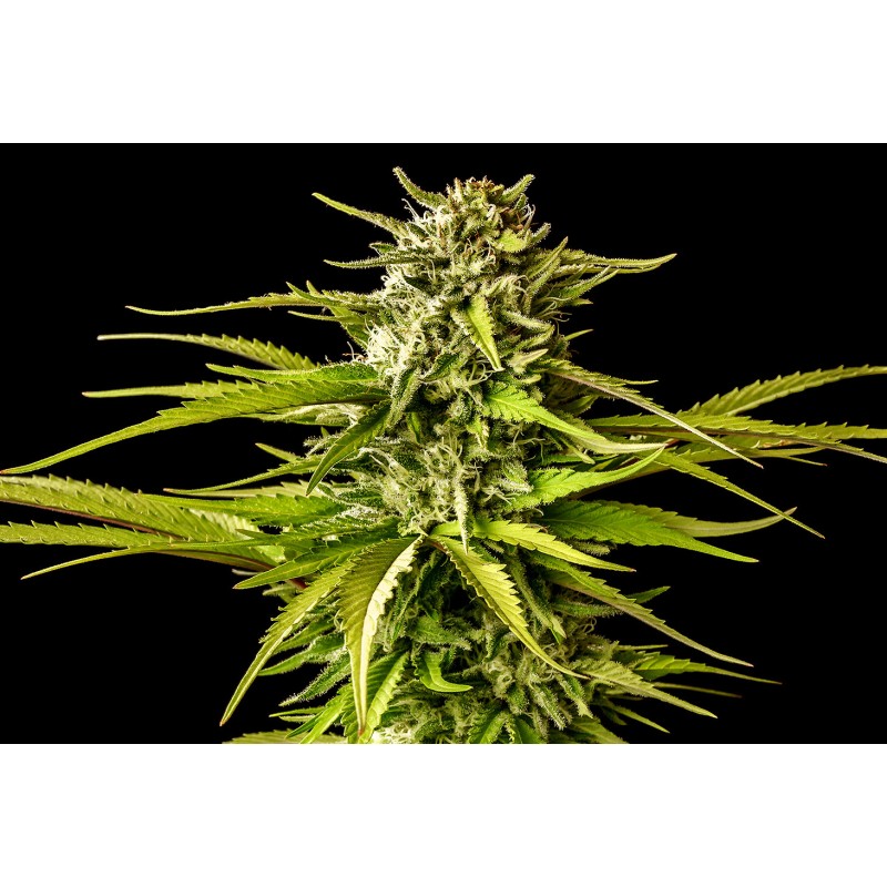BREAK-UP CAKE · Kannabia Seed Company · semi di canapa · Fem