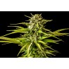 BREAK-UP CAKE · Kannabia Seed Company · cannabis seeds · Fem