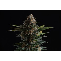 CANDY CREAM GO FAST · Kannabia Seed Company · cannabis seeds · Fem