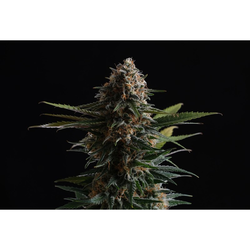 CANDY CREAM GO FAST · Kannabia Seed Company · semillas de marihuana · Fem