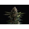 CANDY CREAM GO FAST · Kannabia Seed Company · semillas de marihuana · Fem