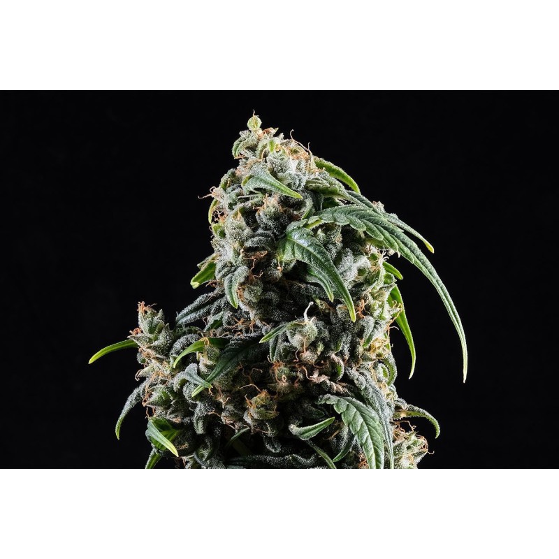 CBDV AUTO · Kannabia Seed Company · semillas de marihuana · AutoFem