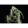 CBDV AUTO · Kannabia Seed Company · semi di canapa · AutoFem