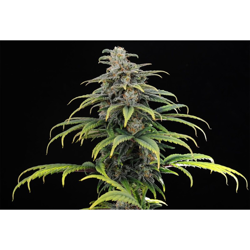CBG AUTO · Kannabia Seed Company · semillas de marihuana · AutoFem