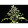 CBG AUTO · Kannabia Seed Company · semi di canapa · AutoFem