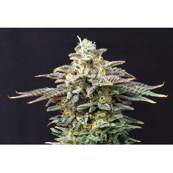 CHERRY DREAM · Kannabia Seed Company · semi di canapa · Fem