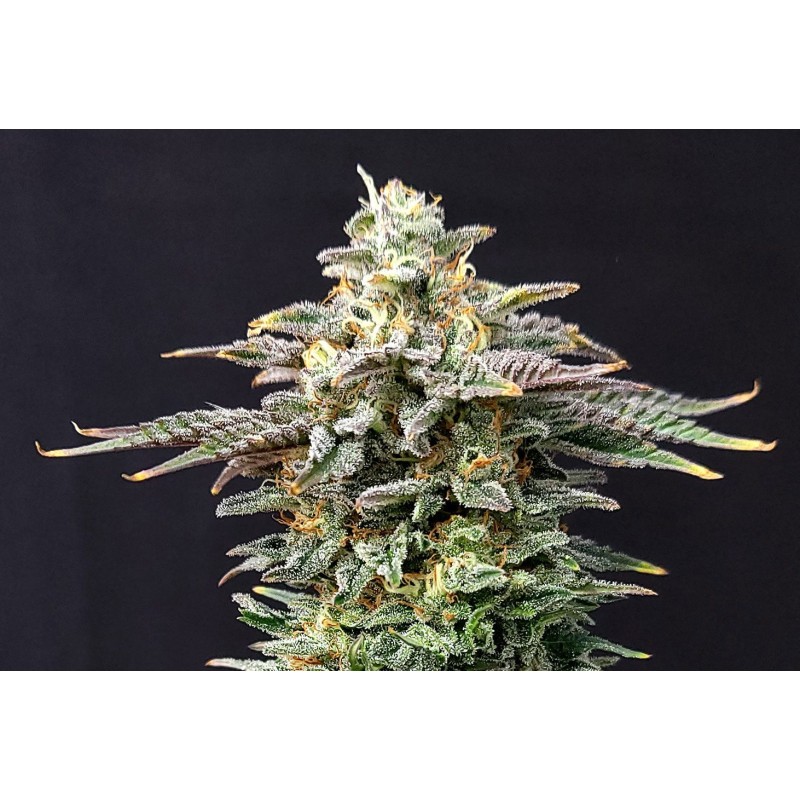 CHERRY DREAM · Kannabia Seed Company · semillas de marihuana · Fem