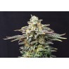 CHERRY DREAM · Kannabia Seed Company · semillas de marihuana · Fem