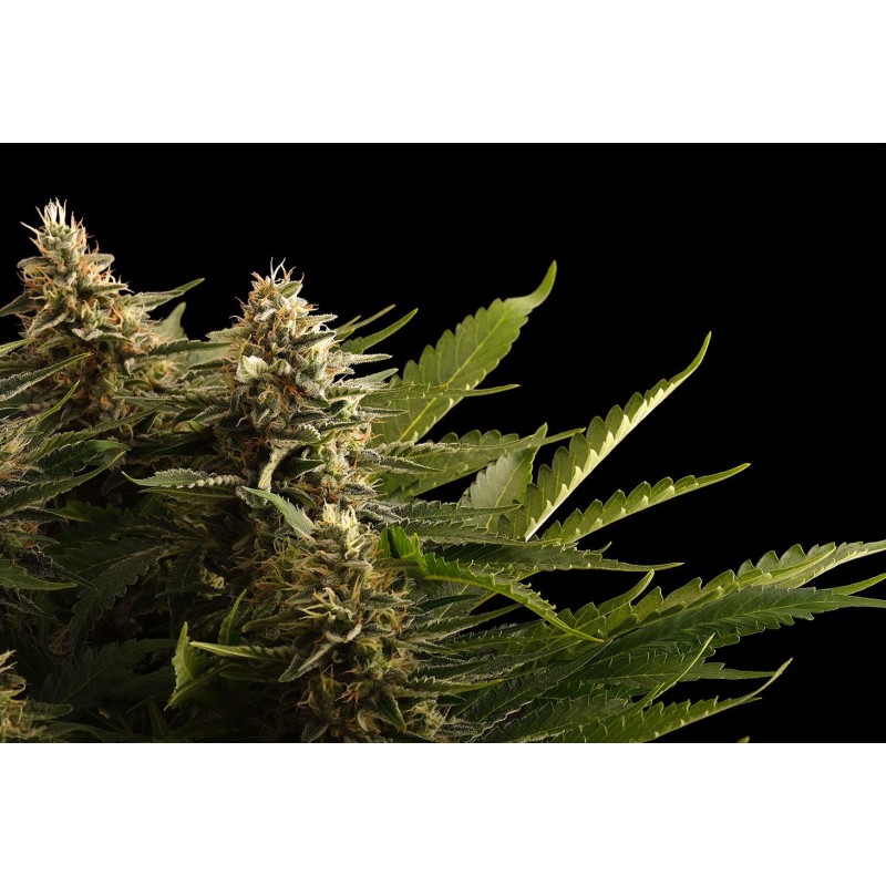 COLOMBIAN JACK · Kannabia Seed Company · cannabis seeds · Fem