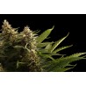 COLOMBIAN JACK · Kannabia Seed Company · cannabis seeds · Fem