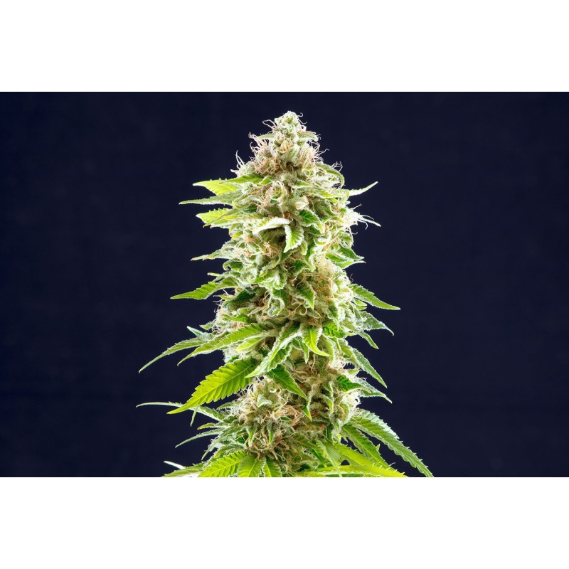 COOKIES HAZE · Kannabia Seed Company · semi di canapa · Fem