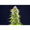 COOKIES HAZE · Kannabia Seed Company · semillas de marihuana · Fem