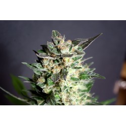 DIESEL GLUE · Kannabia Seed Company · semi di canapa · Fem