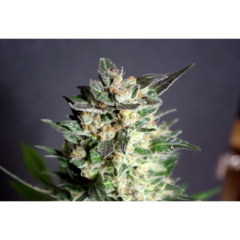 DIESEL GLUE · Kannabia Seed Company · semillas de marihuana · Fem