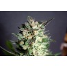 DIESEL GLUE · Kannabia Seed Company · semi di canapa · Fem